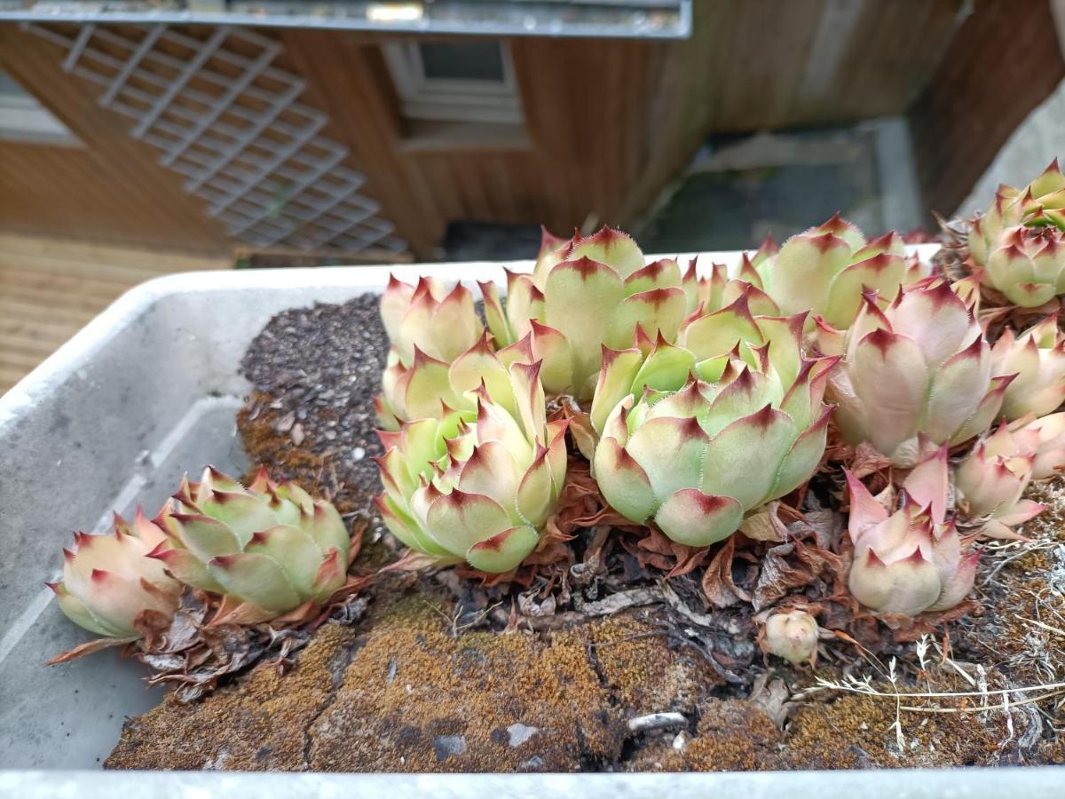 迪南Becker公寓 外观 照片
